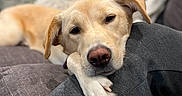 Suni joined the competition — help win amazing prizes! arm, blanket, canine, comfort, companion, couch, cozy, dog, domestic_animal, furniture, golden, head, home, indoor, lounge, paw, pet, relaxed, resting, sleepy