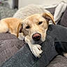 Suni joined the competition — help win amazing prizes! dog, lounge, couch, resting, paw, head, arm, relaxed, sleepy, indoor, furniture, blanket, cozy, golden, pet, domestic_animal, canine, companion, home, comfort