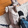 Akira a rejoint le concours — aidez-le/la à gagner de superbes lots ! puppy, dog, lying_down, spotted, collar, paw, indoor, rug, wooden_floor, jeans, slipper, furry, pet, cute, young, playful, animal, domestic, relaxed, looking_up