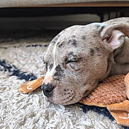 Akira participe au concours pour gagner de l'argent avec cette photo : puppy, dog, sleeping, closeup, carpet, plush_toy, soft_texture, indoor, resting, cute, pet, animal, young, fur, spot, nose, ear, whiskers, calm, cozy