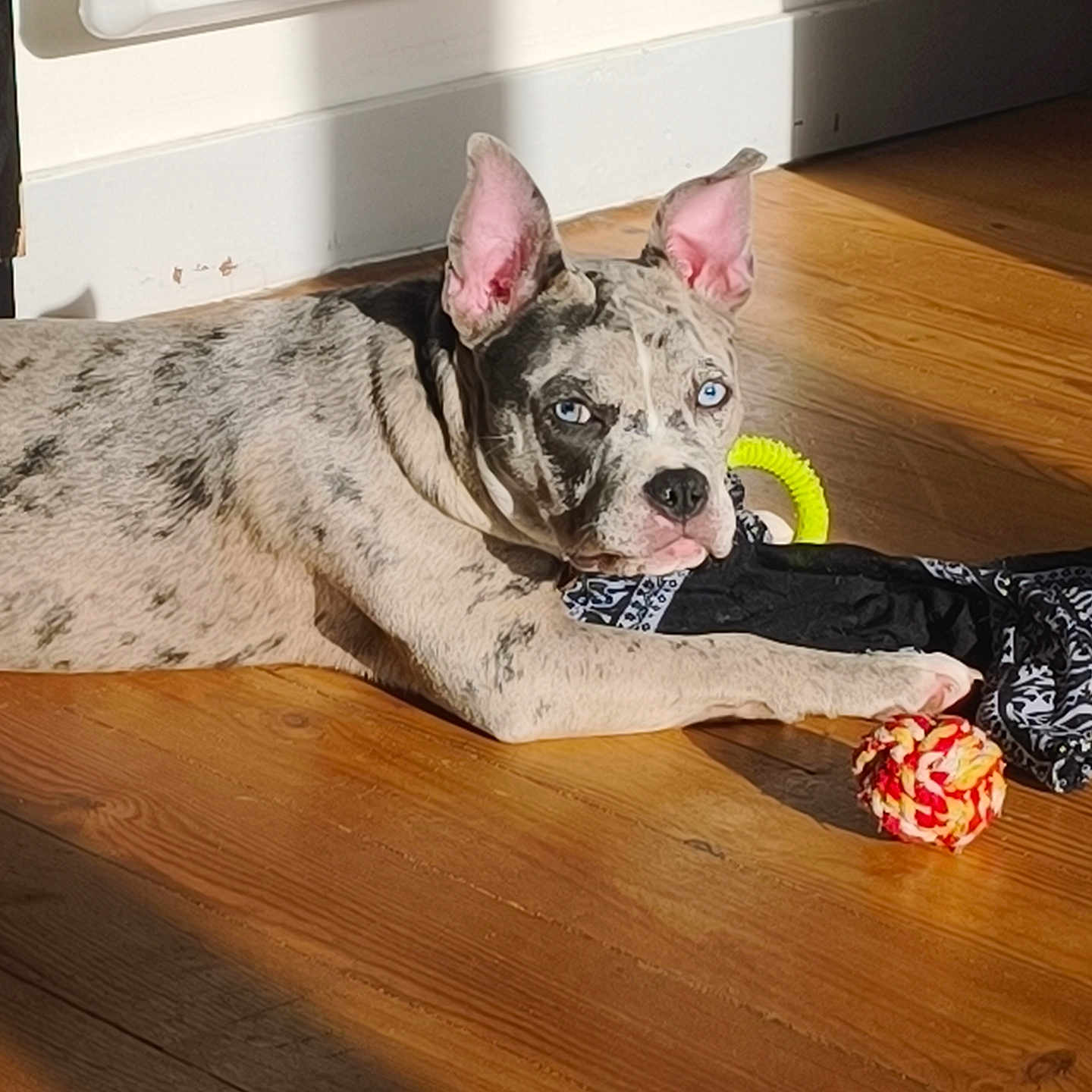 Akira participe au concours pour gagner de l'argent avec cette photo : ball, bandana, baseboard, blue_eyes, brindle_coat, close_up, dog, ears, flooring, indoor, lying_down, pet, playful, portrait, puppy, ring_toy, shadow, sunlight, toy, wooden_floor
