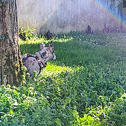Akira a rejoint le concours — aidez-le/la à gagner de superbes lots ! backyard, brindle_dog, daisies, dog, ears, grass, greenery, harness, ivy, lawn, leaves, nature, outdoor, pet, rainbow, shadow, snout, sunlight, tree_trunk, wall