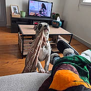 Akira a rejoint le concours — aidez-le/la à gagner de superbes lots ! blanket, casual, colorful, couch, cozy, dog, furniture, home, indoor, living_room, person_legs, pet, plant, playful, relaxation, slippers, table, television, tissue_box, wooden_floor