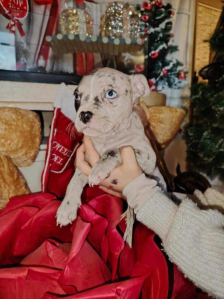 Akira participe au concours pour gagner de l'argent avec cette photo : puppy, dog, blue_eyes, spotted, hand, sweater, christmas_tree, stocking, holiday, decoration, bow, festive, indoor, person, warm, cute, pet, animal, cozy, celebration
