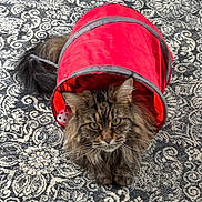 Moxie joined the competition — help win amazing prizes! animal, carpet, cat, close_up, curious, cute, domestic_cat, ears, fluffy_cat, fur, indoor, patterned_carpet, paws, pet, playful, red_tunnel, relaxed, tabby, toy, whiskers