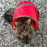 cat, fluffy_cat, tabby, pet, animal, indoor, red_tunnel, toy, carpet, patterned_carpet, curious, whiskers, ears, paws, fur, cute, domestic_cat, relaxed, playful, close_up