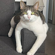 Freyah participe au concours pour gagner de l'argent avec cette photo : abyssinian, animal, architecture, armchair, building, cat, chair, couch, cushion, furniture, homedecor, indoors, interiordesign, kitten, livingroom, manx, person, pet, room, sleeping