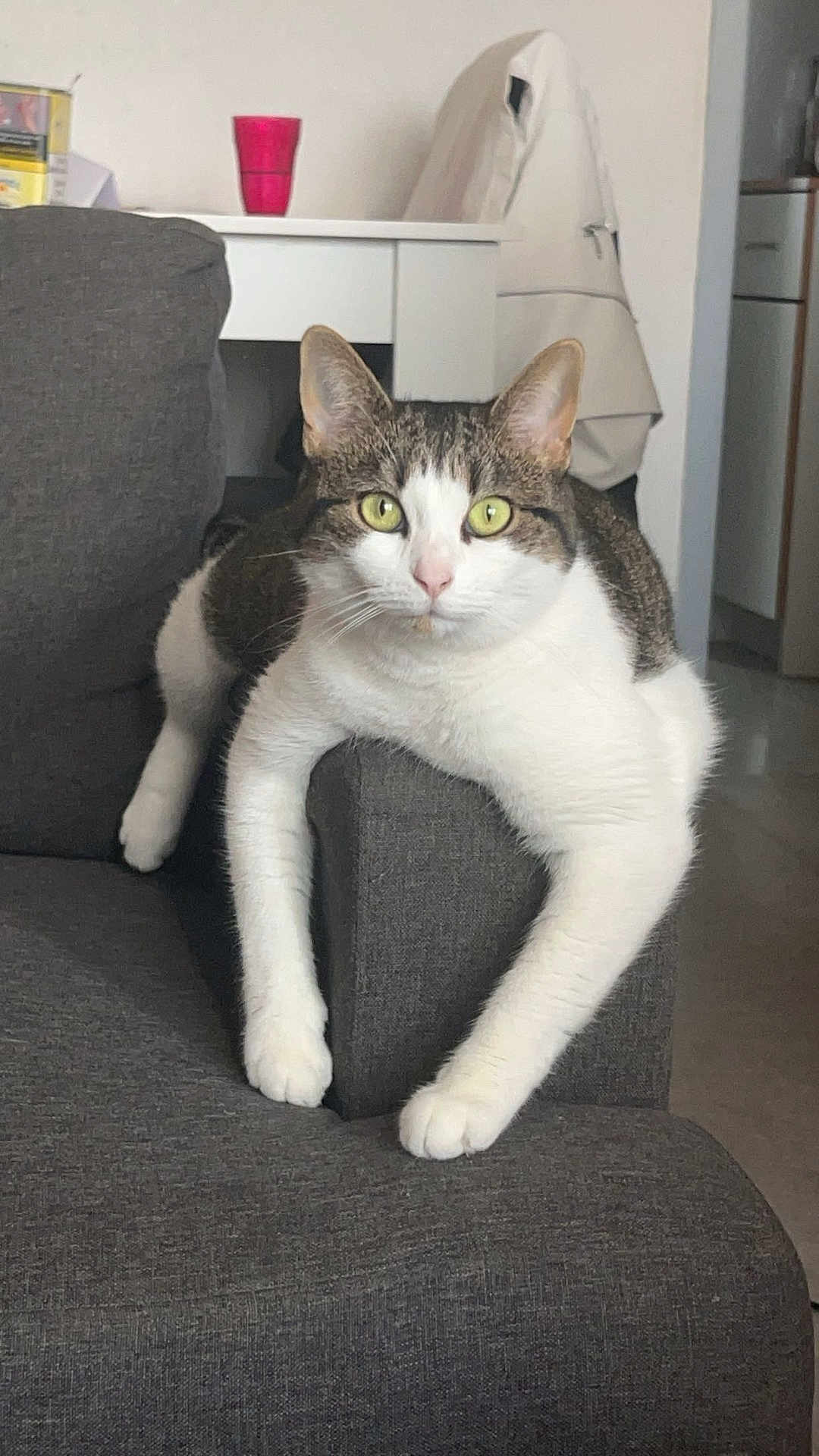 Freyah participe au concours pour gagner de l'argent avec cette photo : abyssinian, animal, architecture, armchair, building, cat, chair, couch, cushion, furniture, homedecor, indoors, interiordesign, kitten, livingroom, manx, person, pet, room, sleeping