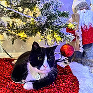 Oreo joined the competition — help win amazing prizes! cat, black_and_white, christmas_tree, ornament, red_sequined_mat, holiday_decor, lights, frosted_branches, santa_figurine, indoor, pet, festive, white_paws, collar, decoration, seasonal, cozy, celebration, winter_theme, relaxing