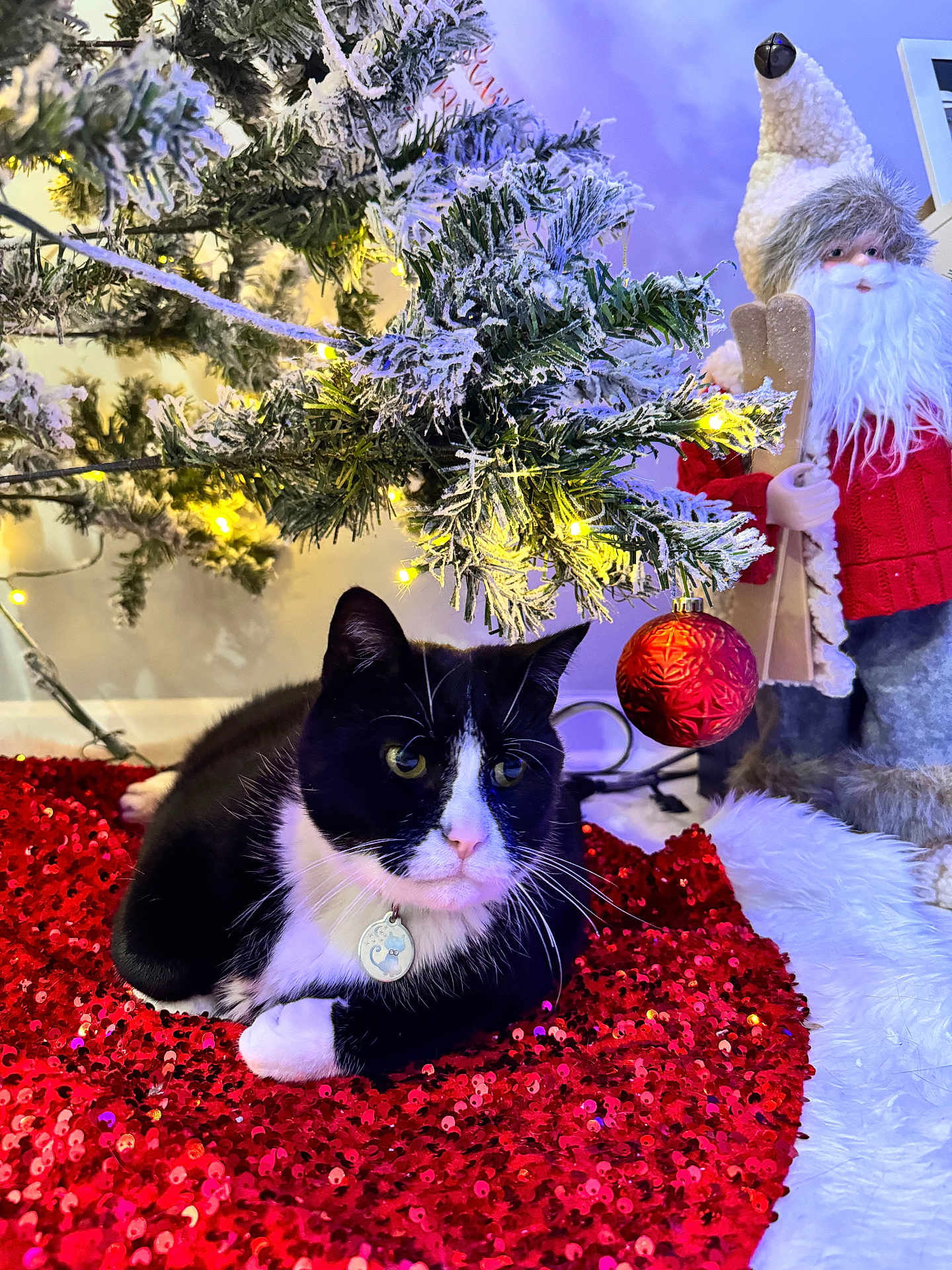 Oreo joined the competition — help win amazing prizes! cat, black_and_white, christmas_tree, ornament, red_sequined_mat, holiday_decor, lights, frosted_branches, santa_figurine, indoor, pet, festive, white_paws, collar, decoration, seasonal, cozy, celebration, winter_theme, relaxing