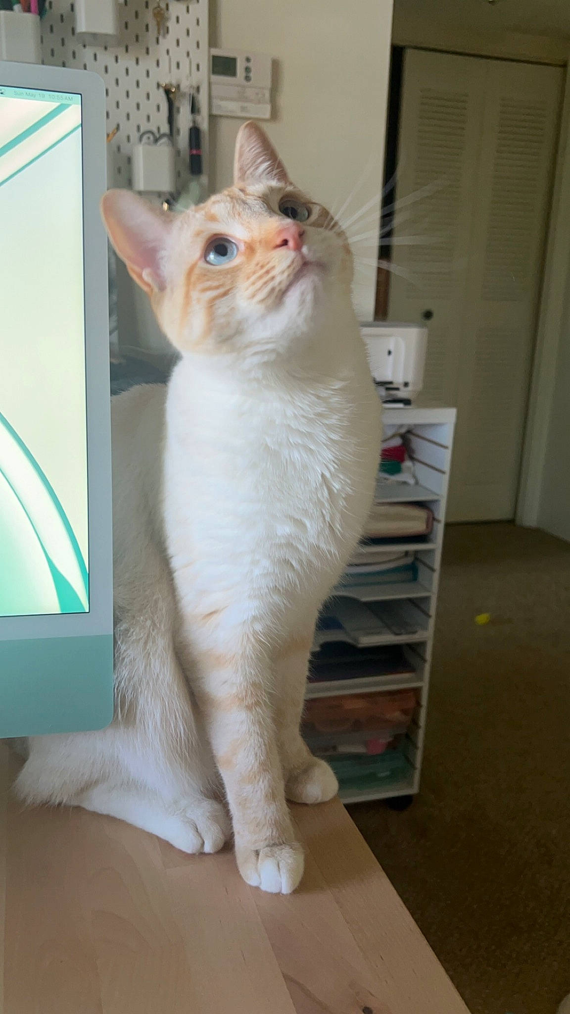 Sunny D joined the competition — help win amazing prizes! carnivore, cat, cat_supply, collar, comfort, domestic_short_haired_cat, fawn, felidae, fixture, flooring, fur, hardwood, paw, pet_supply, small_to_medium_sized_cats, snout, tail, whiskers, window, wood