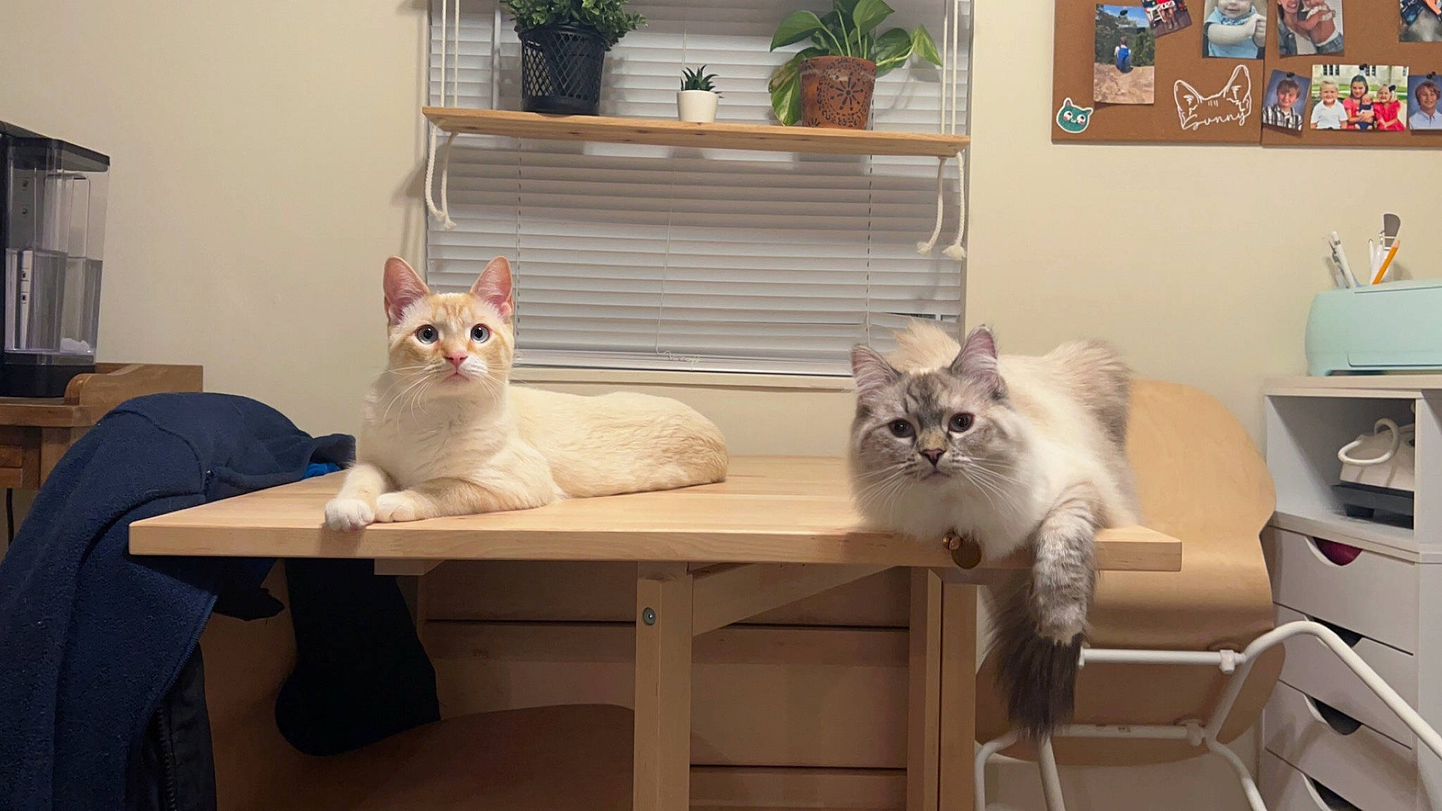 Sunny D joined the competition — help win amazing prizes! carnivore, cat, chair, comfort, fawn, felidae, floor, flowerpot, furniture, grey, houseplant, interior_design, mammal, plant, shelf, small_to_medium_sized_cats, table, vertebrate, whiskers, wood