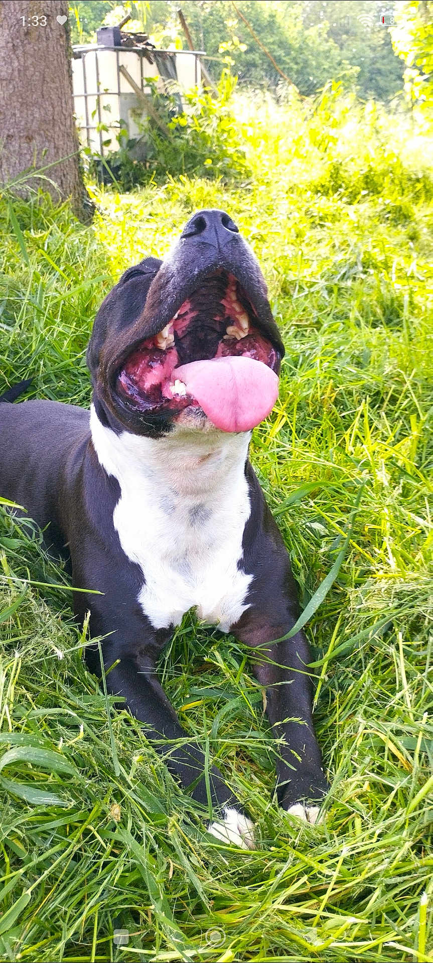 Nawak participe au concours pour gagner de l'argent avec cette photo : dog, black_and_white, tongue_out, grass, outdoors, happy, canine, pet, nature, sunlight, playful, animal, lying_down, summer, greenery, tree, close_up, snout, teeth, relaxed