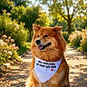 Kaleesi participe au concours pour gagner de l'argent avec cette photo : dog, bandana, outdoor, sunlight, gravel_path, flowers, greenery, tree, pet, fur, happy, sitting, nature, animal, canine, summer, daylight, portrait, smiling, cute