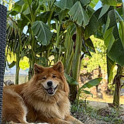 Kaleesi participe au concours pour gagner de l'argent avec cette photo : dog, animal, outdoor, grass, banana_plant, leaf, greenery, sunlight, pet, canine, nature, smiling, happy, fur, mammal, relaxed, background, tropical, garden, daylight