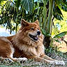 Kaleesi participe au concours pour gagner de l'argent avec cette photo : dog, animal, outdoor, grass, greenery, banana_plant, nature, pet, fur, smiling, relaxed, sunlight, leaves, tropical, mammal, canine, happy, resting, garden, closeup