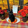 autumn_decor, black_cat, black_fur, cat, centerpiece, chair, cozy_scene, dining_table, fall_backdrop, indoor, orange_flowers, pet, plaid_tablecloth, potted_flowers, pumpkin_plate, seasonal_decor, whiskers, window, yellow_eyes, yellow_leaves