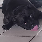 Rufus is registered to the contest to win money with this photo: animal, black_dog, canine, close_up, collar, cute, dog, domestic_animal, floor, fur, head, indoor, lying_down, muzzle, paw, pet, relaxed, resting, tile_floor, tongue_out