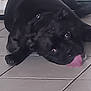animal, black_dog, canine, close_up, collar, cute, dog, domestic_animal, floor, fur, head, indoor, lying_down, muzzle, paw, pet, relaxed, resting, tile_floor, tongue_out