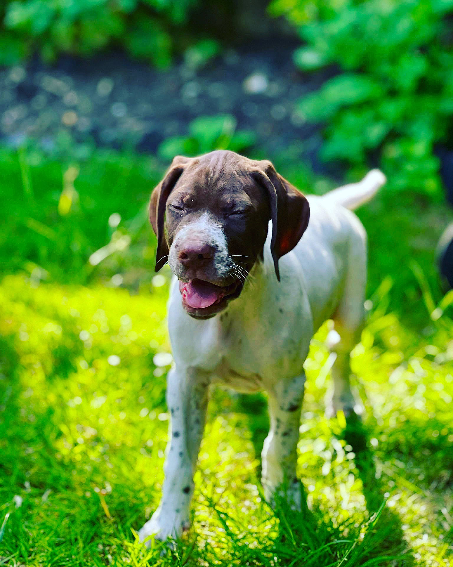 Vinnie is registered to the contest to win money with this photo: carnivore, collar, companion_dog, dog, dog_breed, dog_collar, fawn, grass, grassland, groundcover, gun_dog, hunting_dog, liver, meadow, plant, sporting_group, tail, terrestrial_animal, working_animal, working_dog