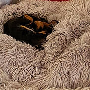 Toby participe au concours pour gagner de l'argent avec cette photo : dog, blanket, fluffy, cozy, curled_up, sleeping, brown_and_black, fur, indoor, comfort, soft, red_background, resting, pet, animal, snug, warm, relaxed, home, cushion