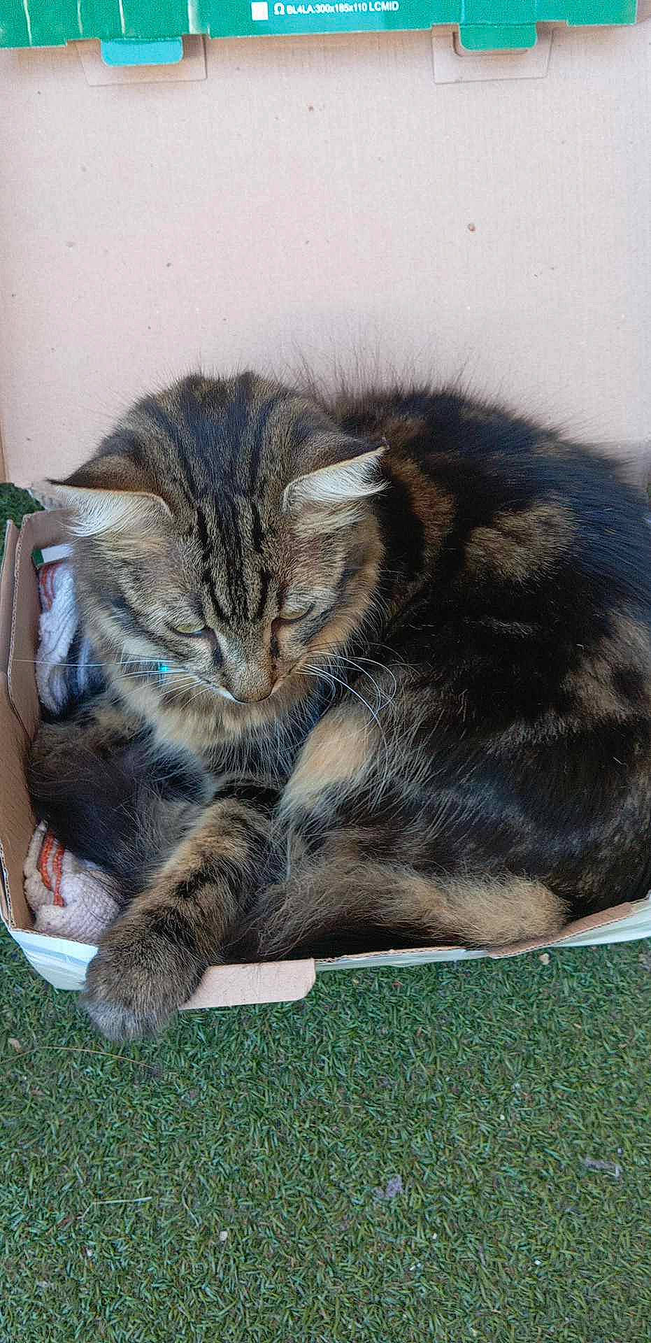 Rithz participe au concours pour gagner de l'argent avec cette photo : carnivore, cat, claw, comfort, domestic_short_haired_cat, felidae, fur, grass, nap, paw, sleep, small_to_medium_sized_cats, tail, terrestrial_animal, whiskers