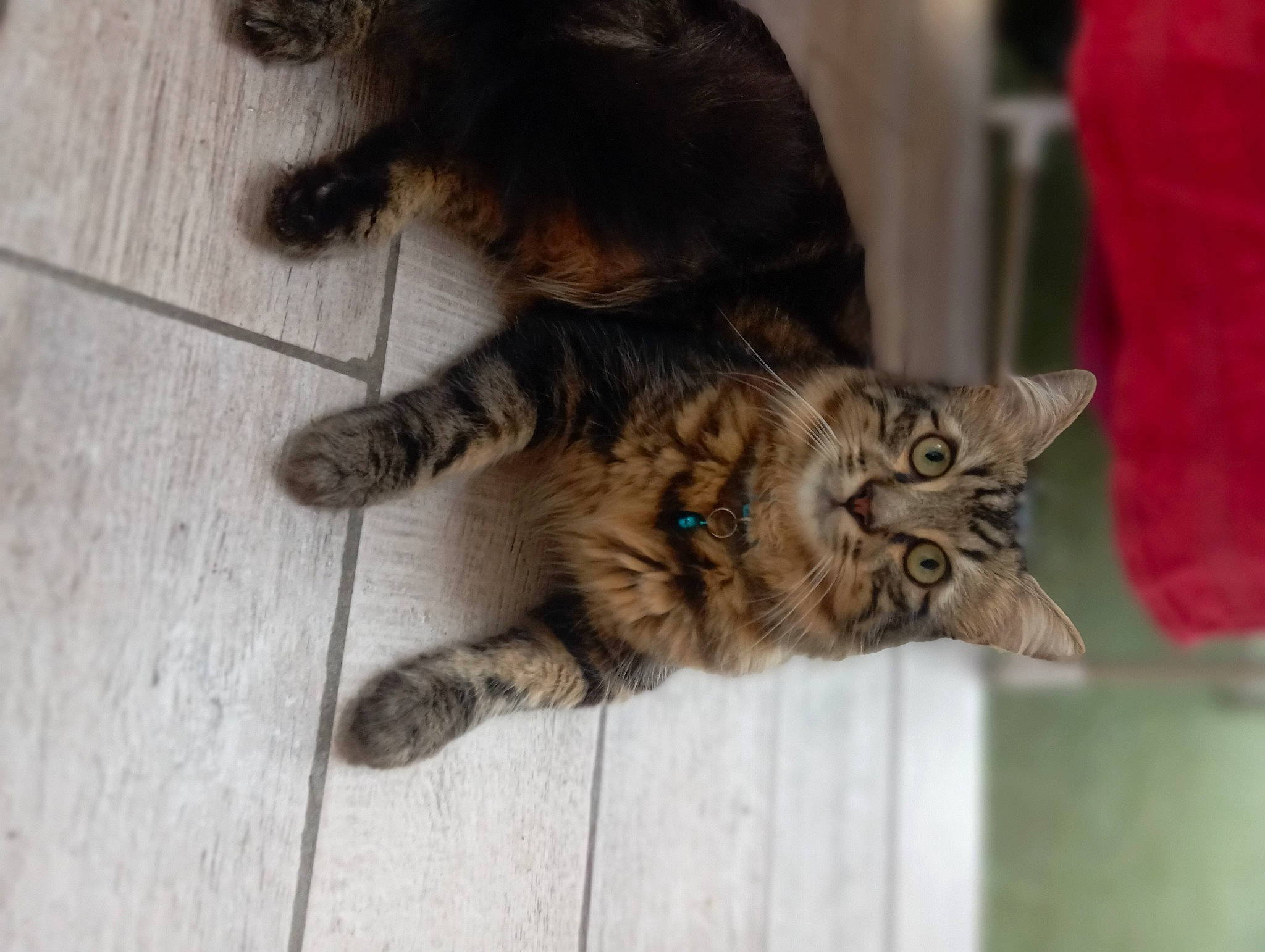 Rithz a rejoint le concours — aidez-le/la à gagner de superbes lots ! carnivore, cat, claw, domestic_short_haired_cat, eye, fawn, felidae, flooring, fur, hardwood, human_leg, paw, small_to_medium_sized_cats, snout, tail, terrestrial_animal, whiskers, wood