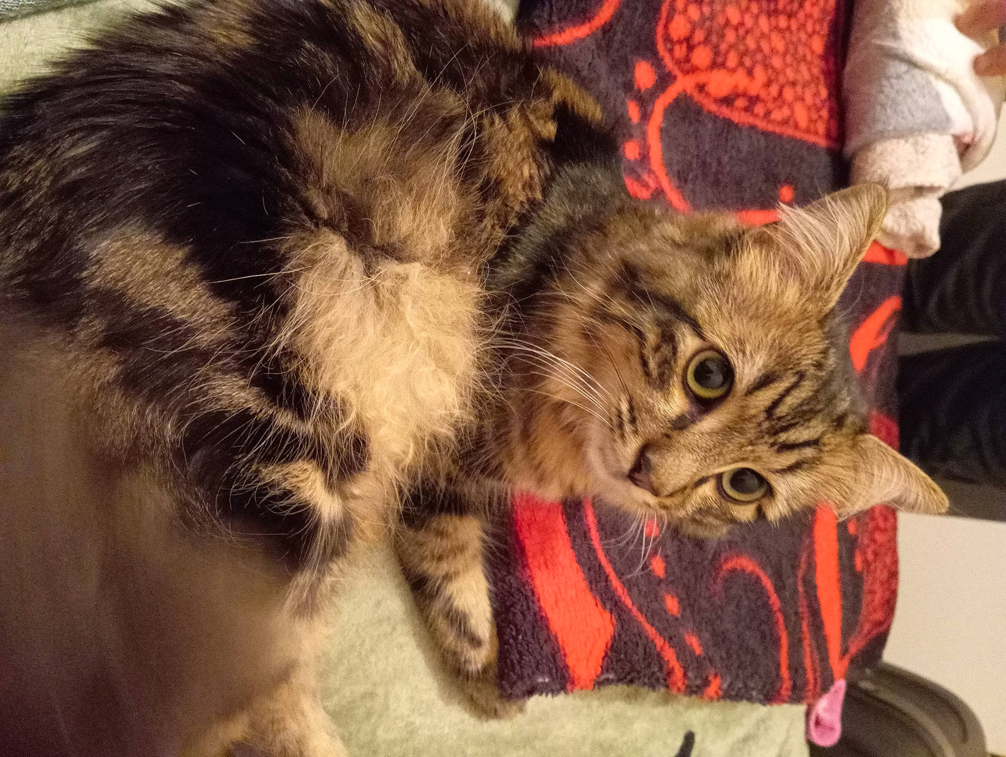 Rithz a rejoint le concours — aidez-le/la à gagner de superbes lots ! carnivore, cat, claw, comfort, domestic_short_haired_cat, ear, felidae, fur, paw, small_to_medium_sized_cats, snout, tail, whiskers