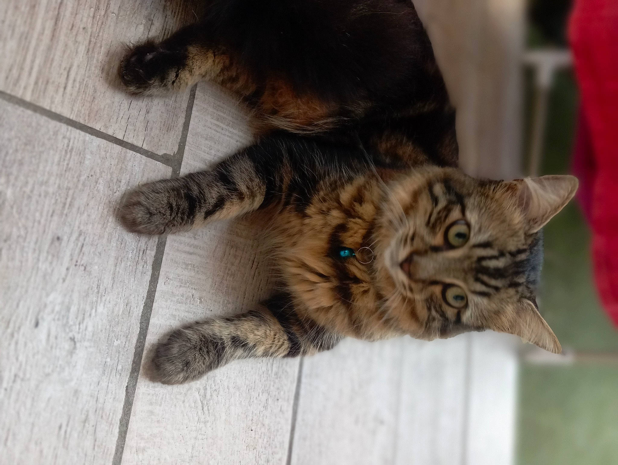 Rithz participe au concours pour gagner de l'argent avec cette photo : carnivore, cat, claw, domestic_short_haired_cat, fawn, felidae, flooring, fur, hardwood, paw, small_to_medium_sized_cats, snout, tail, terrestrial_animal, tree, whiskers, wood