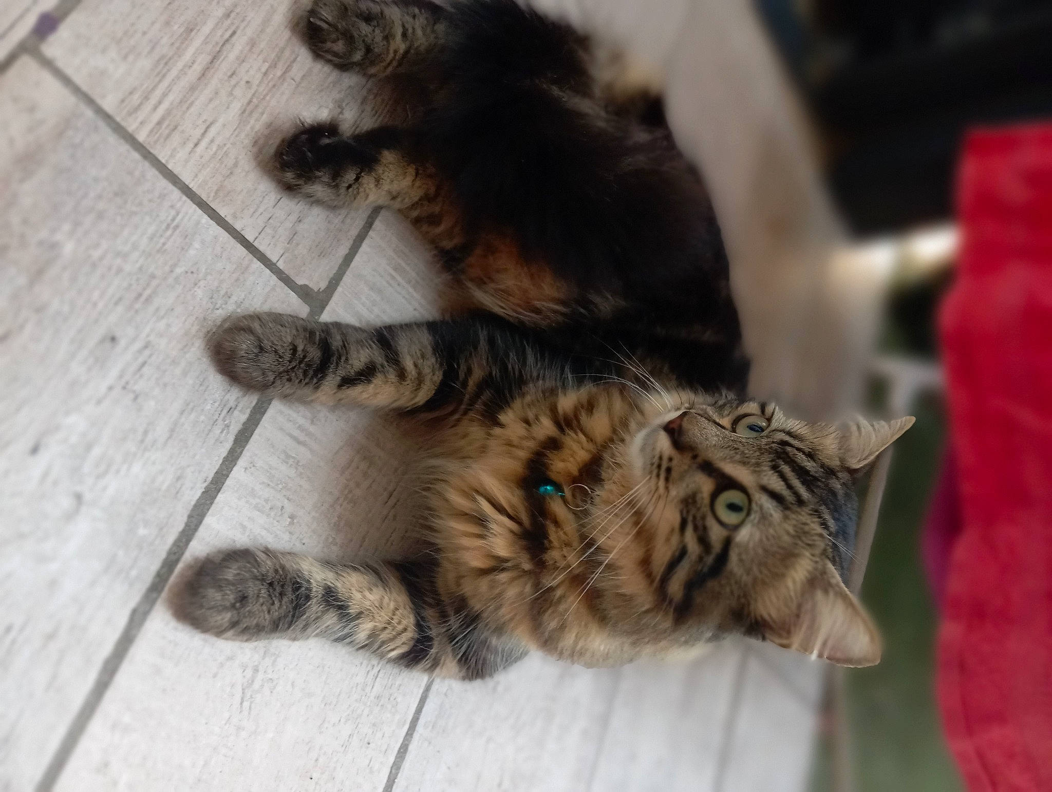 Rithz participe au concours pour gagner de l'argent avec cette photo : carnivore, cat, claw, comfort, domestic_short_haired_cat, fawn, felidae, flooring, fur, hardwood, paw, small_to_medium_sized_cats, snout, tail, terrestrial_animal, whiskers, wood