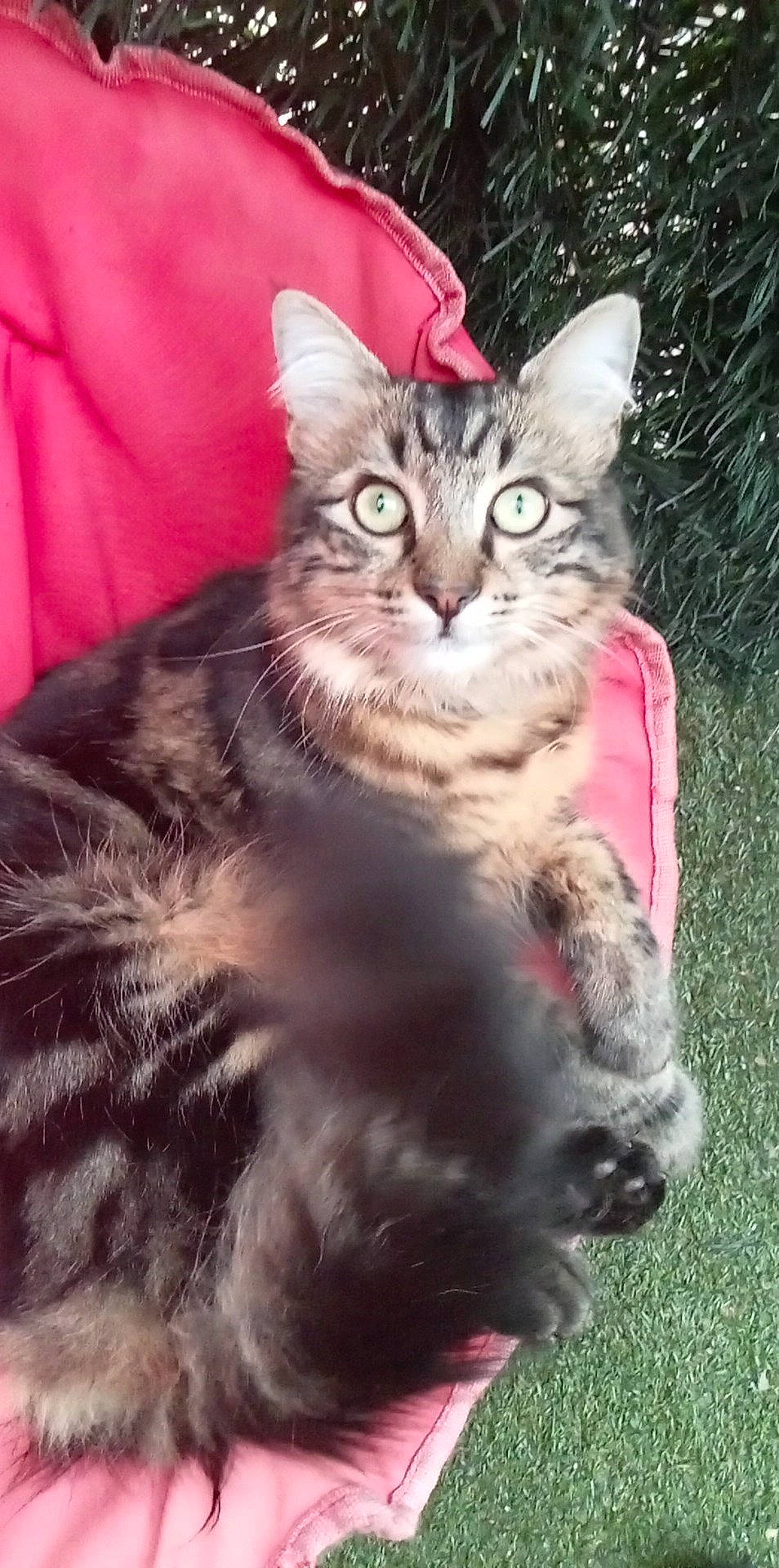 Rithz a rejoint le concours — aidez-le/la à gagner de superbes lots ! carnivore, cat, claw, domestic_short_haired_cat, event, felidae, fur, grass, paw, plant, small_to_medium_sized_cats, snout, tree, whiskers