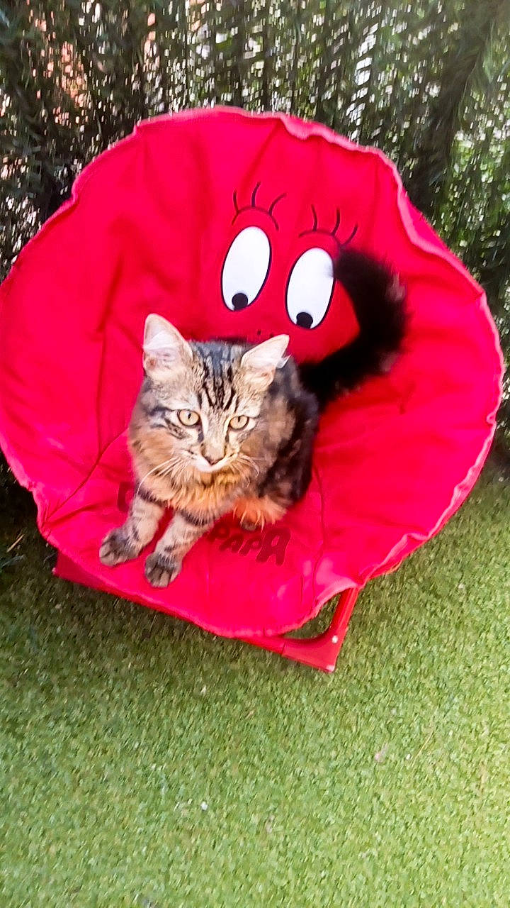 Rithz a rejoint le concours — aidez-le/la à gagner de superbes lots ! carnivore, cat, comfort, costume_hat, domestic_short_haired_cat, fawn, felidae, fur, grass, hat, magenta, mammal, plant, sitting, small_to_medium_sized_cats, snout, tail, tree, whiskers, wildlife