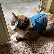 Paco joined the competition — help win amazing prizes! cat, blue_eyes, denim_jacket, carpet, indoor, window, glass_door, feline, pet, animal, fur, whiskers, paw, resting, domestic, cute, cozy, green_chair, patio, daylight