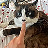 Paco joined the competition — help win amazing prizes! cat, blue_eyes, finger, tattoo, bed, heart_pattern, blanket, whiskers, fur, indoor, cozy, pet, animal, close_up, nose, hand, relaxing, soft, cute, domestic