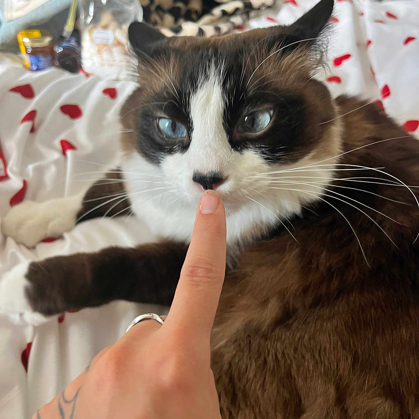 Paco joined the competition — help win amazing prizes! cat, blue_eyes, finger, tattoo, bed, heart_pattern, blanket, whiskers, fur, indoor, cozy, pet, animal, close_up, nose, hand, relaxing, soft, cute, domestic