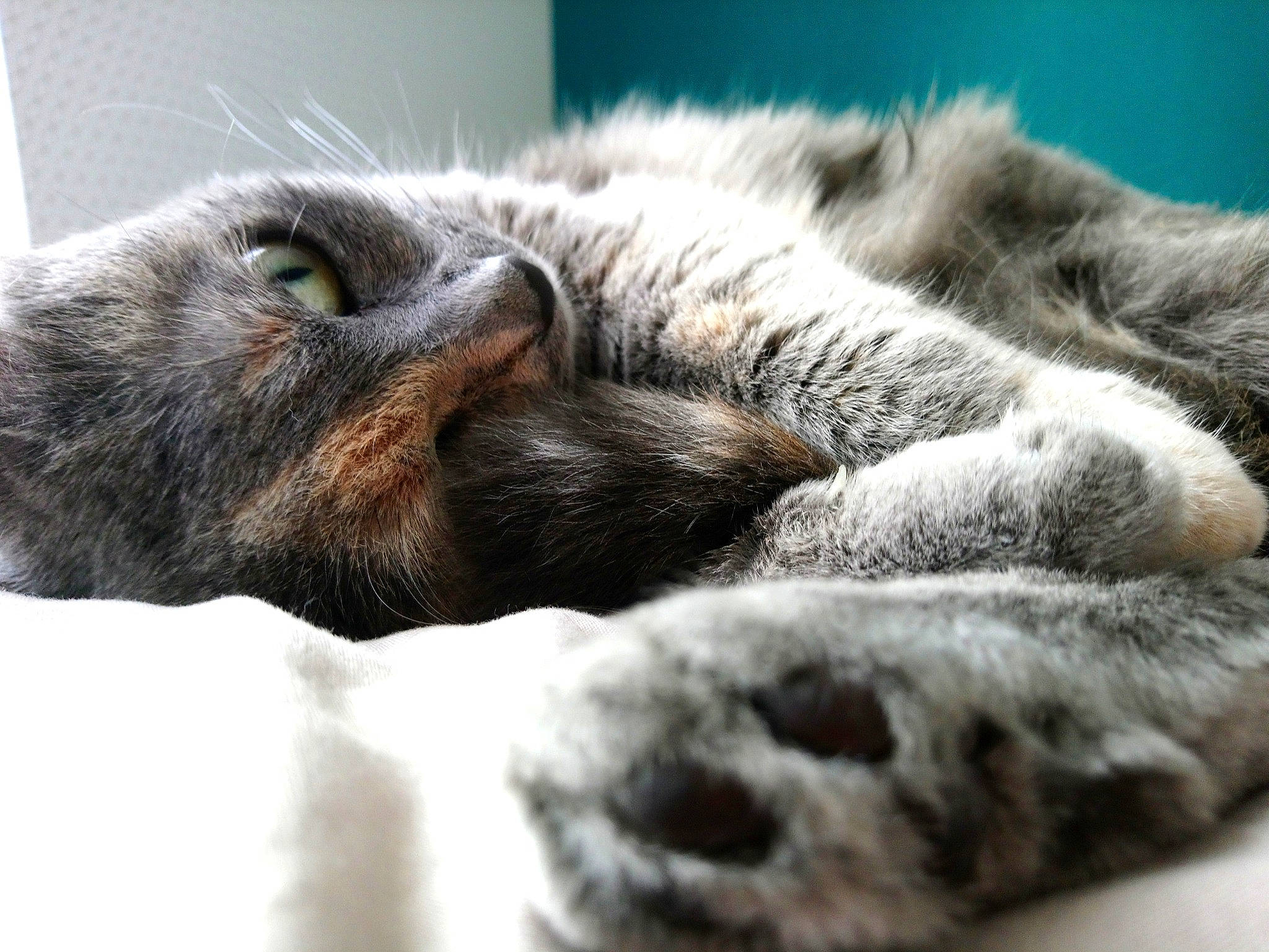 Indra participe au concours pour gagner de l'argent avec cette photo : carnivore, cat, claw, domestic_short_haired_cat, dragon_li, european_shorthair, eye, felidae, fur, kitten, nap, nose, paw, pixie_bob, polydactyl_cat, sleep, small_to_medium_sized_cats, snout, tabby_cat, whiskers