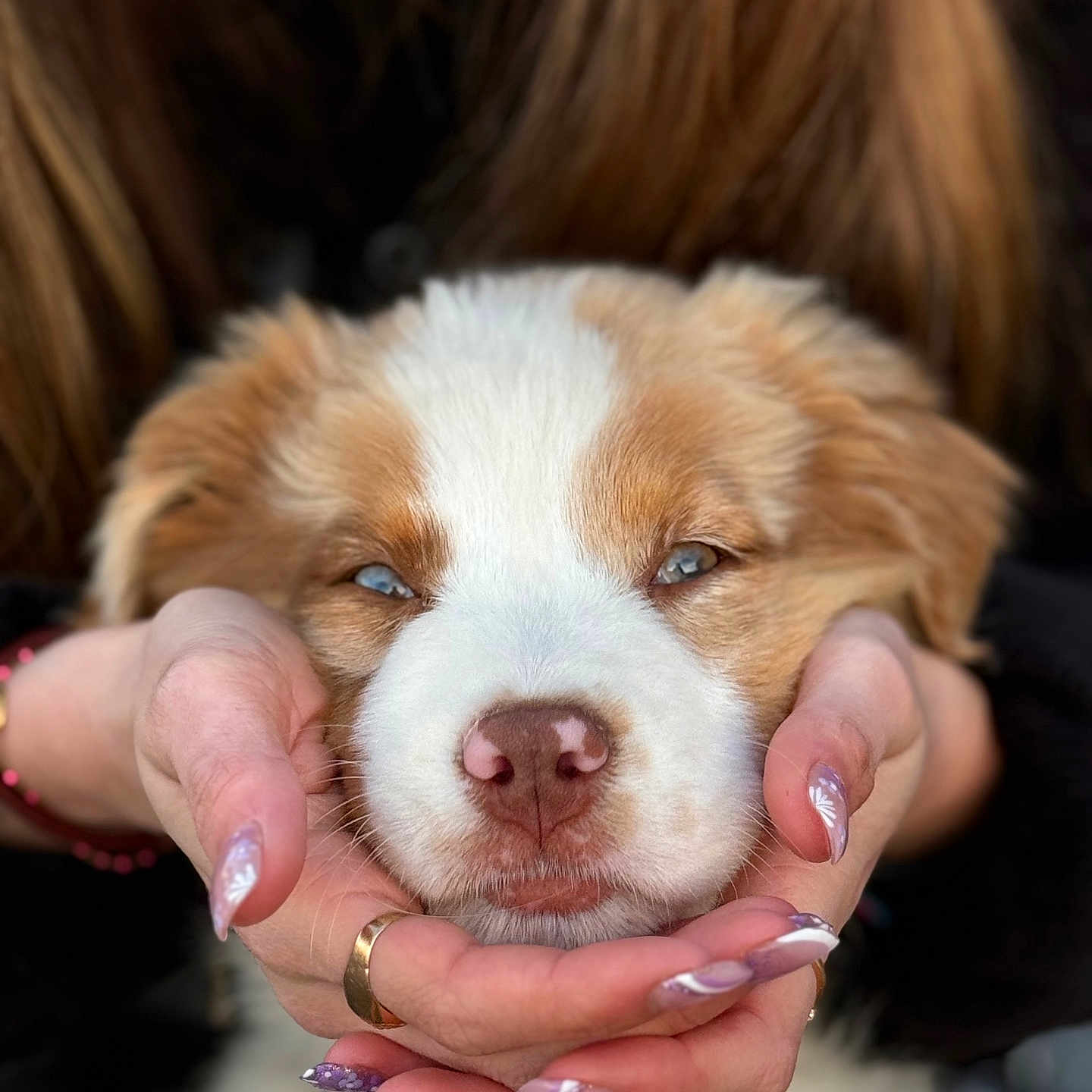 Stella a rejoint le concours — aidez-le/la à gagner de superbes lots ! accessories, animal, baby, bodypart, canine, cockerspaniel, dog, face, finger, goldenretriever, hand, head, hound, jewelry, person, pet, photography, portrait, puppy, ring