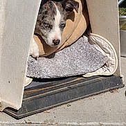 Shadow is registered to the contest to win money with this photo: puppy, dog, dog_house, blanket, pet, animal, blue_eyes, resting, sunlight, outdoor, concrete, cozy, cute, young_dog, fur, canine, house, shade, relaxed, daylight