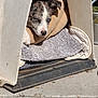 puppy, dog, dog_house, blanket, pet, animal, blue_eyes, resting, sunlight, outdoor, concrete, cozy, cute, young_dog, fur, canine, house, shade, relaxed, daylight