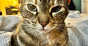 Oatmeal joined the competition — help win amazing prizes! cat, tabby, feline, pet, animal, portrait, close_up, staring, serious, judgmental, whiskers, green_eyes, ears, fur, striped, blanket, cozy, indoors, bedroom, warm_lighting