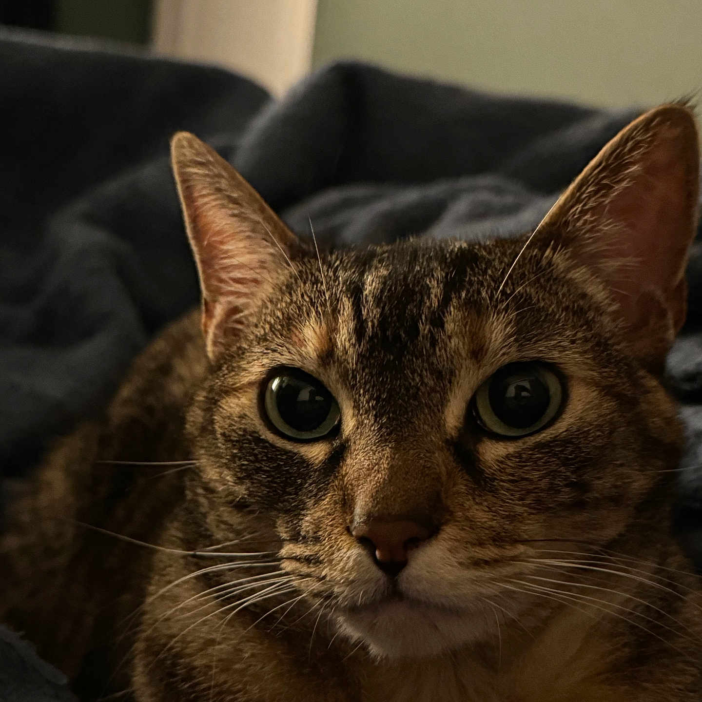 Oatmeal joined the competition — help win amazing prizes! cat, tabby_cat, pet, animal, feline, close_up, portrait, whiskers, ears, eyes, brown_fur, striped_fur, indoors, blanket, cozy, home, couch, front_facing, alert, photography