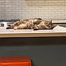 Oatmeal is registered to the contest to win money with this photo: cat, tabby_cat, sleeping, lying_down, relaxed, indoor, kitchen, kitchen_island, countertop, backsplash, cabinets, stool, orange_stool, home, pet, animal, striped_fur, side_view, cozy, nap