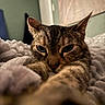 Oatmeal is registered to the contest to win money with this photo: cat, tabby, pet, animal, feline, face, eyes, whiskers, ears, paws, fur, brown, striped, sleepy, cozy, blanket, bedding, indoors, portrait, closeup
