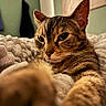 cat, tabby, feline, pet, animal, portrait, close_up, fur, whiskers, ears, eyes, paws, blanket, bed, indoors, cozy, relaxed, sleeping, warm_lighting, shallow_depth_of_field