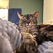 Oatmeal is registered to the contest to win money with this photo: cat, tabby, pet, sleeping, relaxed, closed_eyes, whiskers, paw, fur, striped, indoor, bed, blanket, cozy, bedroom, portrait, close_up, front_view, green_wall, door