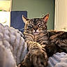 cat, tabby, pet, sleeping, relaxed, closed_eyes, whiskers, paw, fur, striped, indoor, bed, blanket, cozy, bedroom, portrait, close_up, front_view, green_wall, door