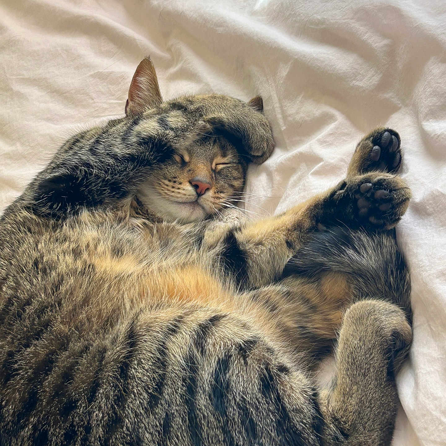 Henry joined the competition — help win amazing prizes! abyssinian, animal, bed, bedroom, blanket, canine, cat, couch, dog, face, furniture, head, indoors, kitten, manx, person, pet, photography, portrait, sleeping