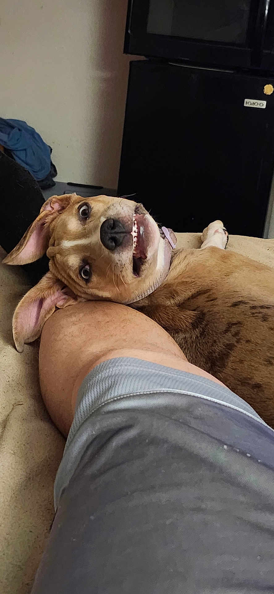 Gemini is registered to the contest to win money with this photo: dog, pet, lying_down, indoor, leg, human, expression, brown_dog, short_hair, collar, furniture, couch, refrigerator, home, closeup, cute, funny_face, relaxed, companion, animal