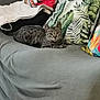 Charly a rejoint le concours — aidez-le/la à gagner de superbes lots ! cat, tabby_cat, couch, sofa, cushion, indoor, pet, animal, feline, relaxed, grey, pattern, floral, leafy, comfort, resting, domestic, home, cozy, living_room