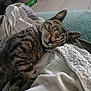 Charly participe au concours pour gagner de l'argent avec cette photo : cat, tabby, sleeping, blanket, cozy, indoor, feline, pet, fur, relaxed, cute, resting, animal, soft, nap, ears, whiskers, comfort, closeup, domestic
